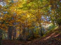 Weiterweg durch stimmungsvollen Herbstwald